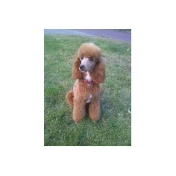 Bridgeways Cockapoos, Poodle Miniature Stud in Hoddesdon ...