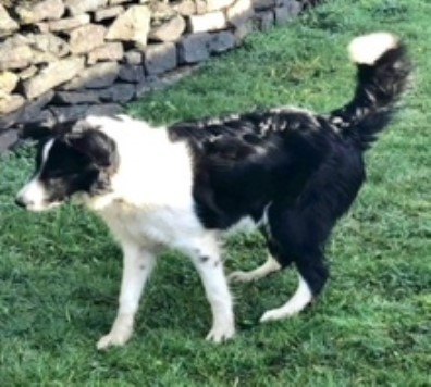 Border Collie Stud 21742