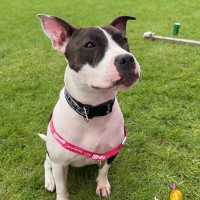 Kerianne Lindsay - Staffordshire Bull Terrier Breeder Staffordshire Bull Terrier breeder