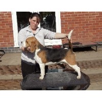 Tevelen Beagles
