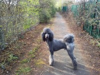 Elaine Soulsby - Poodle Standard Stud