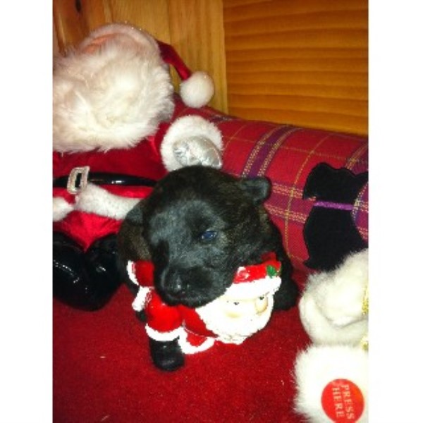 shih tzu puppies for sale derry mullachbui kennel in magherafelt derry shih tzu puppies for sale derry mullachbui kennel in magherafelt derry