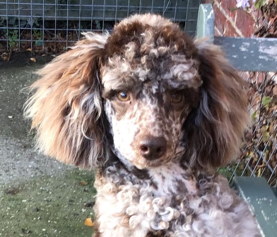 Lincolnshire Poodle puppies