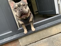 Damon - French Bulldog Stud