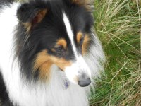 M & G S Fenton - Shetland Sheepdog Stud