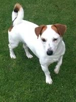 seller - Jack Russell Terrier Stud