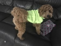 Tanya Stanger - Maltipoo Stud