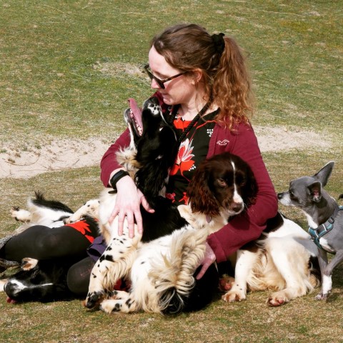 Bluebell Springer Spaniels