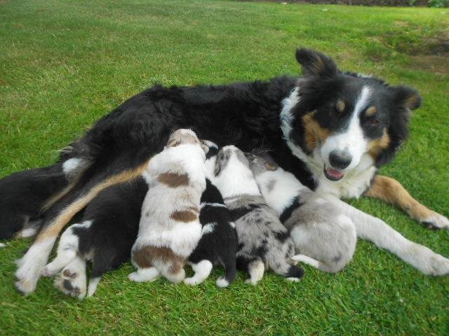 tri coloured border collie for sale