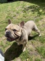Megan - French Bulldog Stud