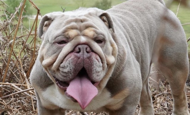 English Bulldog Stud 21469