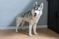Hector - Siberian Husky Stud