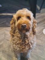 Abigail - Cockapoo Stud