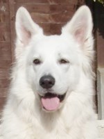 colin batchelor & calumn rankin - German Shepherd Dog Stud