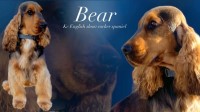 English Cocker Spaniel thumbnail