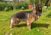 Jeremiah - German Shepherd Dog Stud