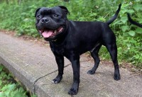 Kelly Wilson - Staffordshire Bull Terrier Stud