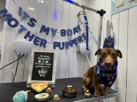 Megan - Jack Russell Terrier Stud