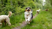 Shetland Sheepdog thumbnail