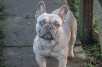 Dana Williams - French Bulldog Stud