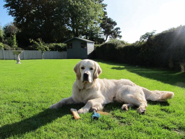 Cuckmere Golden Retrievers