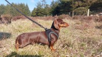 Dachshund thumbnail
