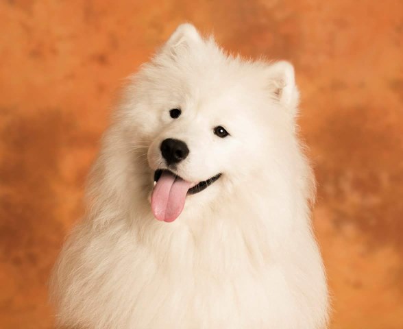 Samoyed Stud 21350