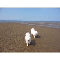 Samnouska Samoyed breeder