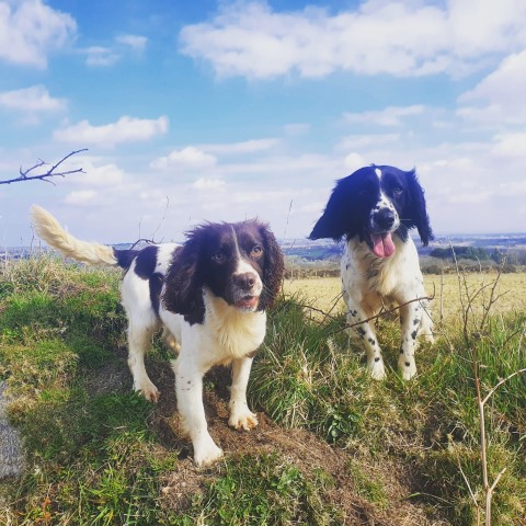 English Springer Spaniel Breeder 21637