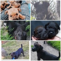 Patterdale Terrier thumbnail