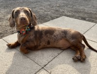 Miniature dachshund best sale stud near me