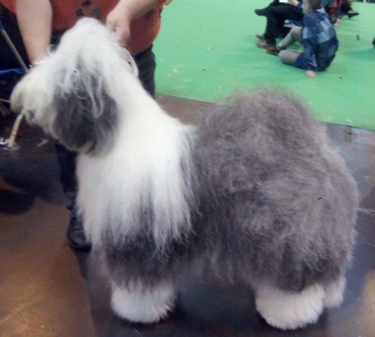 Old English Sheepdog Breeder 11513