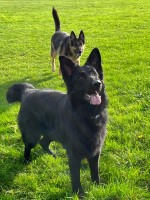 Marinka - German Shepherd Dog Stud