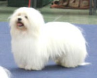 Coton De Tulear thumbnail