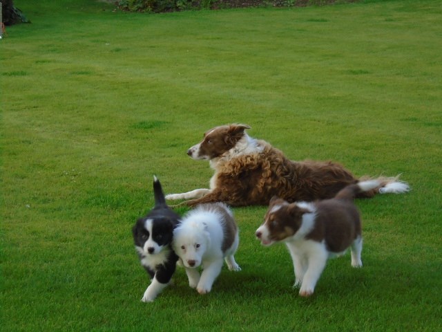 Craileeau Border Collies