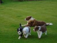 Border Collie thumbnail