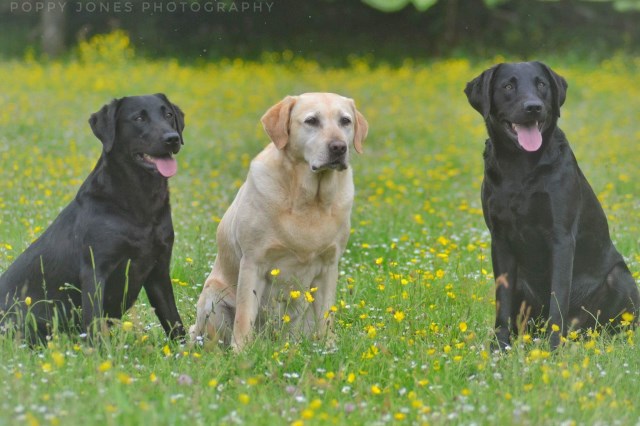 Labrador Retriever Stud 21309