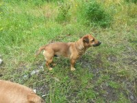 Jim - Jack Russell Terrier Stud