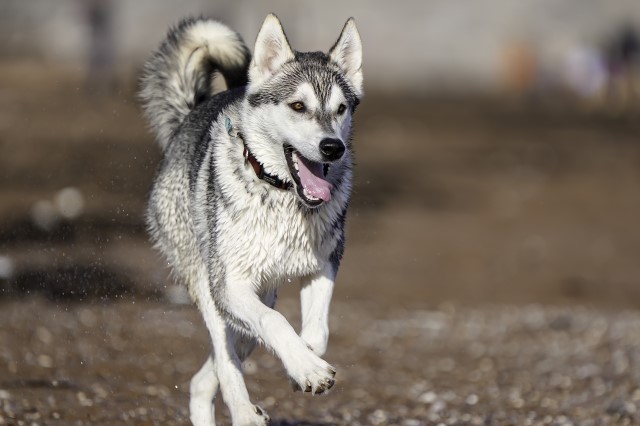 Pure Siberian Husky for STUD