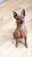 Miniature Pinscher thumbnail