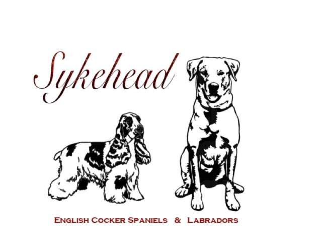 Sykehead cocker spaniels and labradors