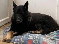 Callum Sahota - German Shepherd Dog Stud