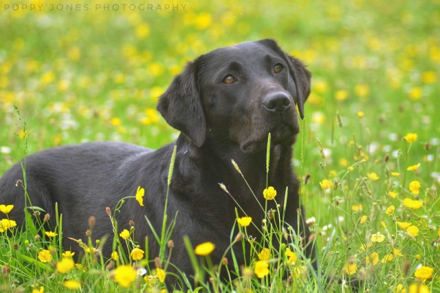 Labrador Retriever Breeder 16943