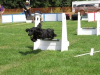 Helen Cutting - English Cocker Spaniel Stud