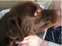 Sue White - Labrador Retriever Stud