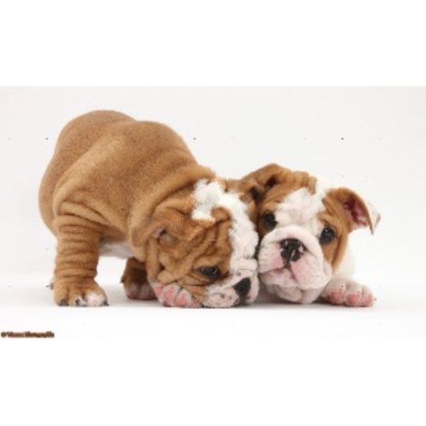 bartletts bullys, English Bulldog Breeder in Lampeter ...
