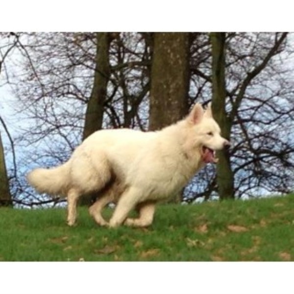 Jose, German Shepherd Dog Stud in London, Greater London