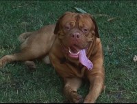 Amber Tooley - Dogue De Bordeaux Stud