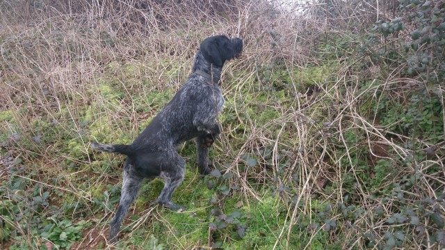 German Wirehaired Pointer Stud 21606