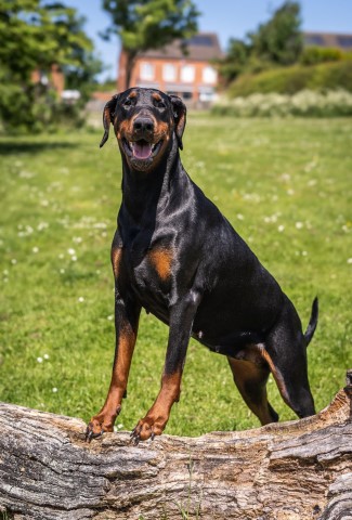 Doberman Pinscher Breeder 21761